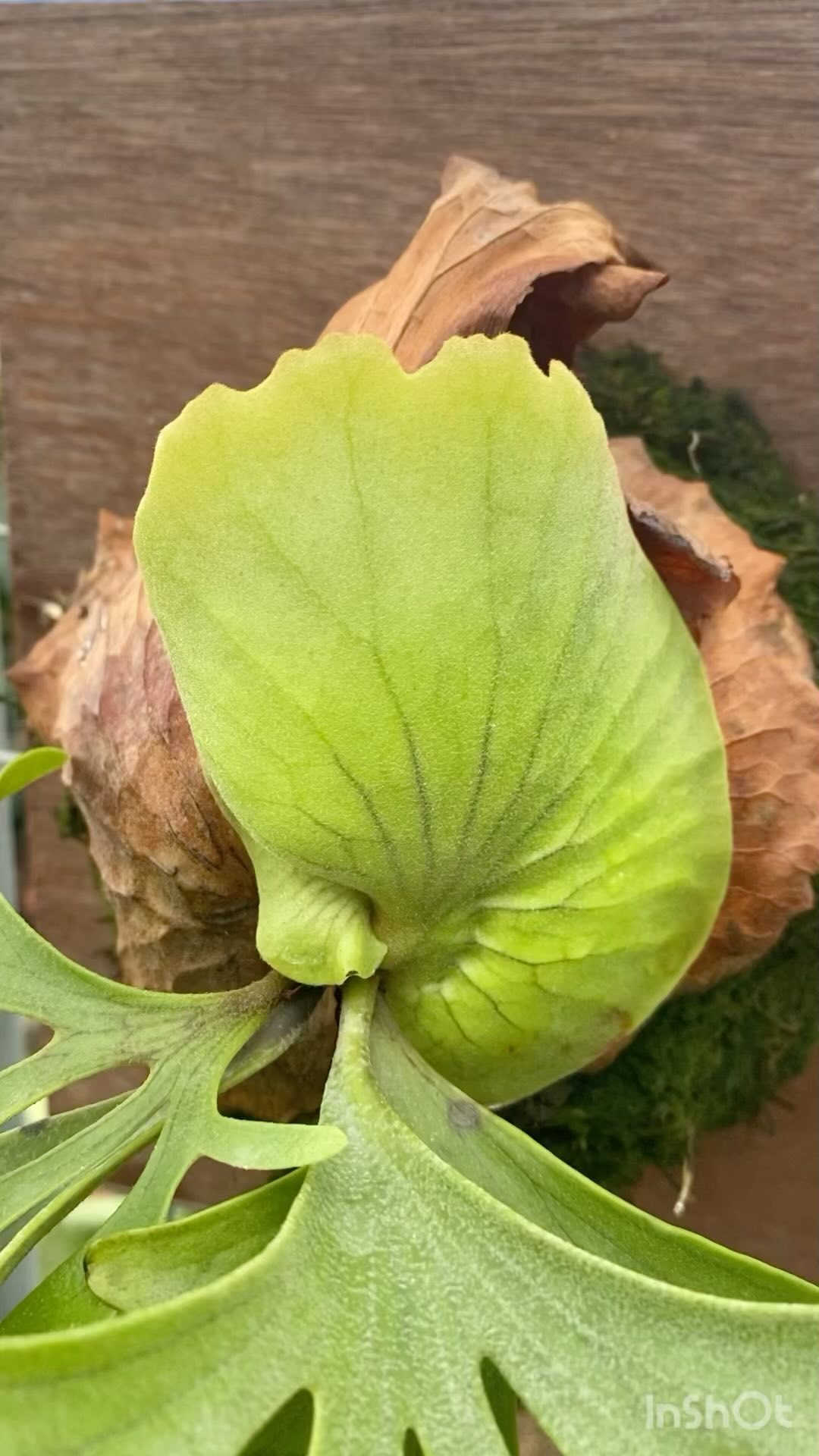 P. coronarium cv Philippines dwarf | mosscape