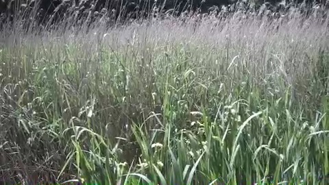 Melvyn Rutter Reedbed Consultant