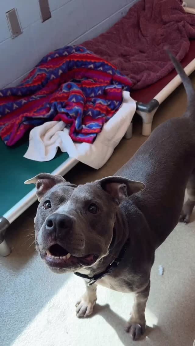 #Adoptable Mya 🩷🥹 - Great with other dogs🐾 - House-trained🏡 - LOVES ...