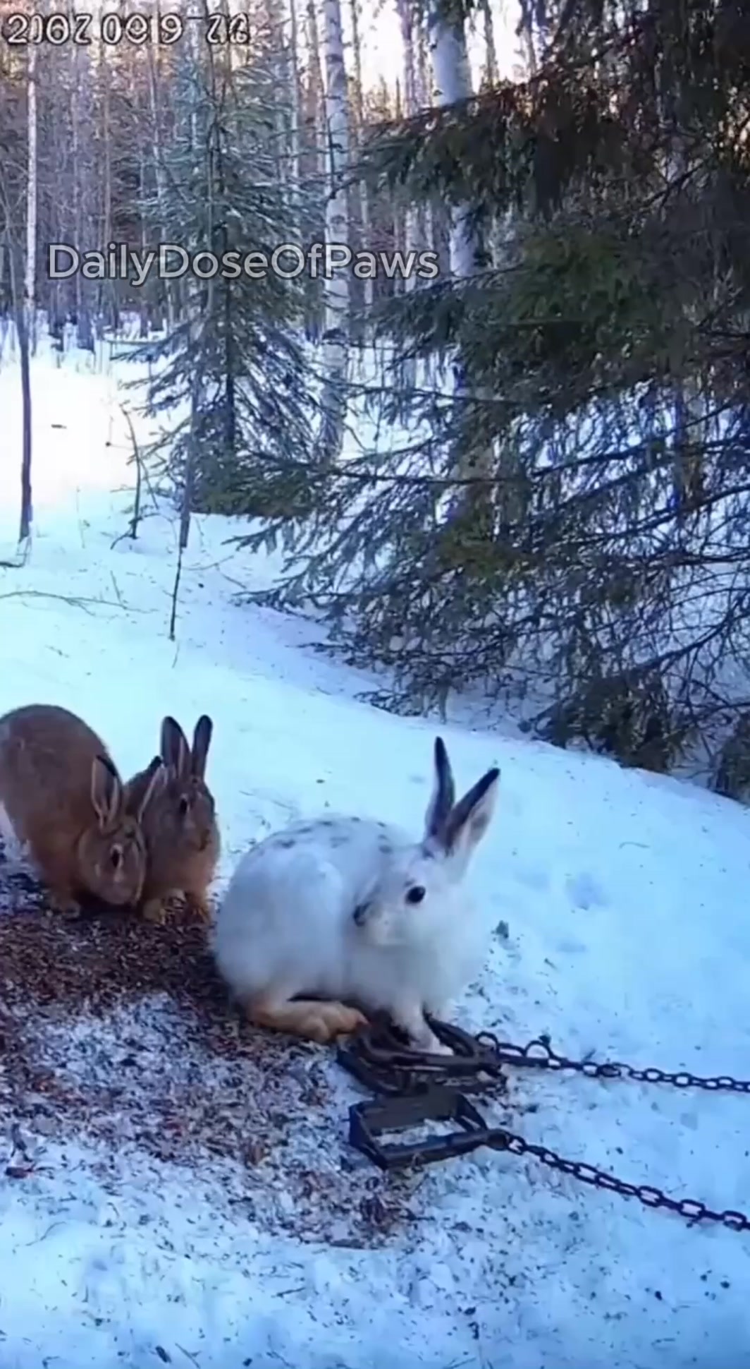 A Gentle Dog Notices A Little Animal In Trouble And Saves It. #animals ...