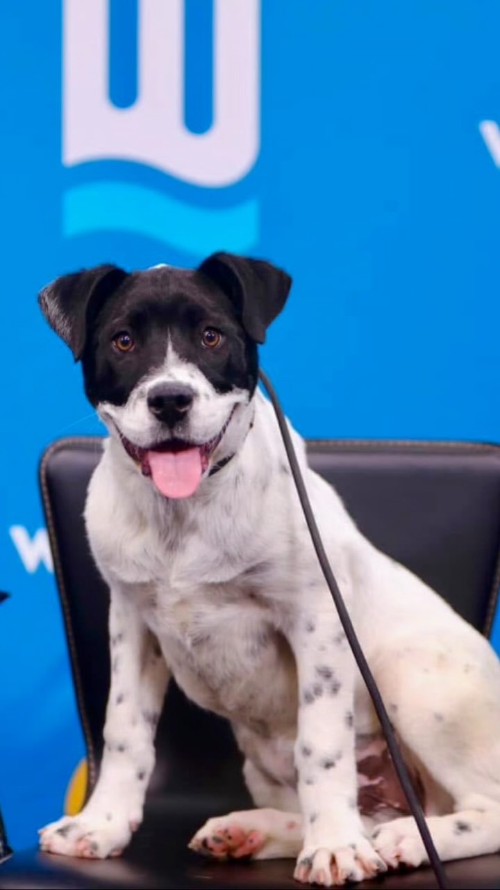 Tackled by Kelce 🏈 Introducing Kelce, available for adoption or ...