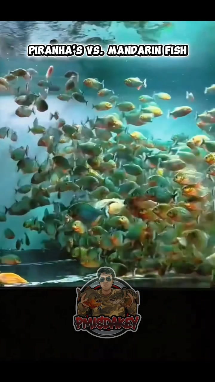 Piranha:s vs. Mandarin Fish 😲😨😱 #PmIsdaKey #isdaislife #somethingfishy ...