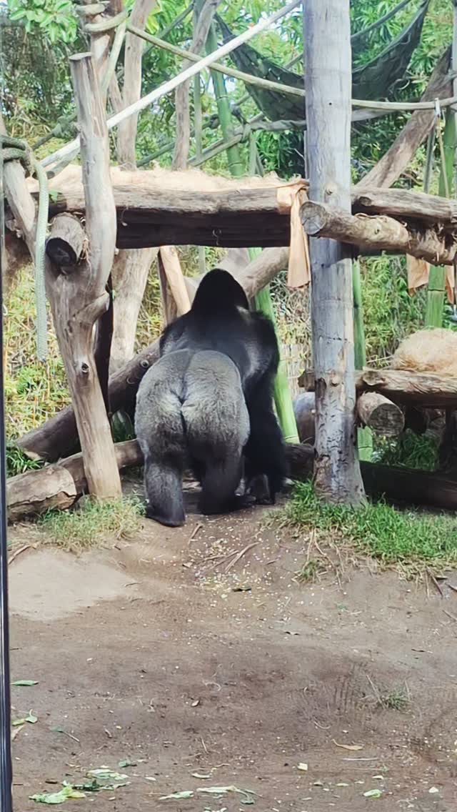 Kitoko, a 6yo male Gorilla (transferred to the San Diego Zoo, from