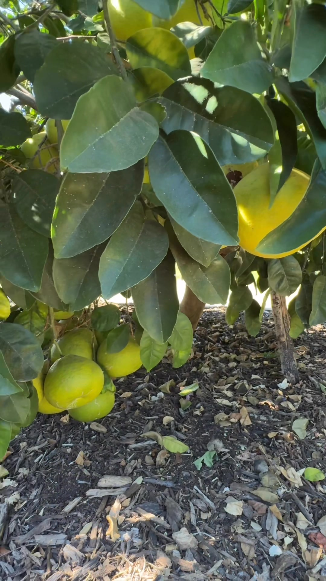 Show Me Your Plants Garden And Yard | I'd like to share about my pomelo ...