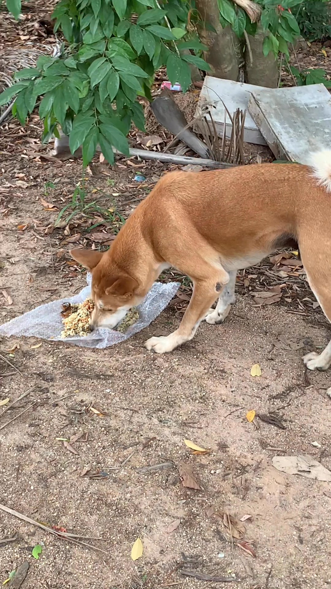 I am a solo, self funded rescuer in a section of the Lamai Valley, Koh ...