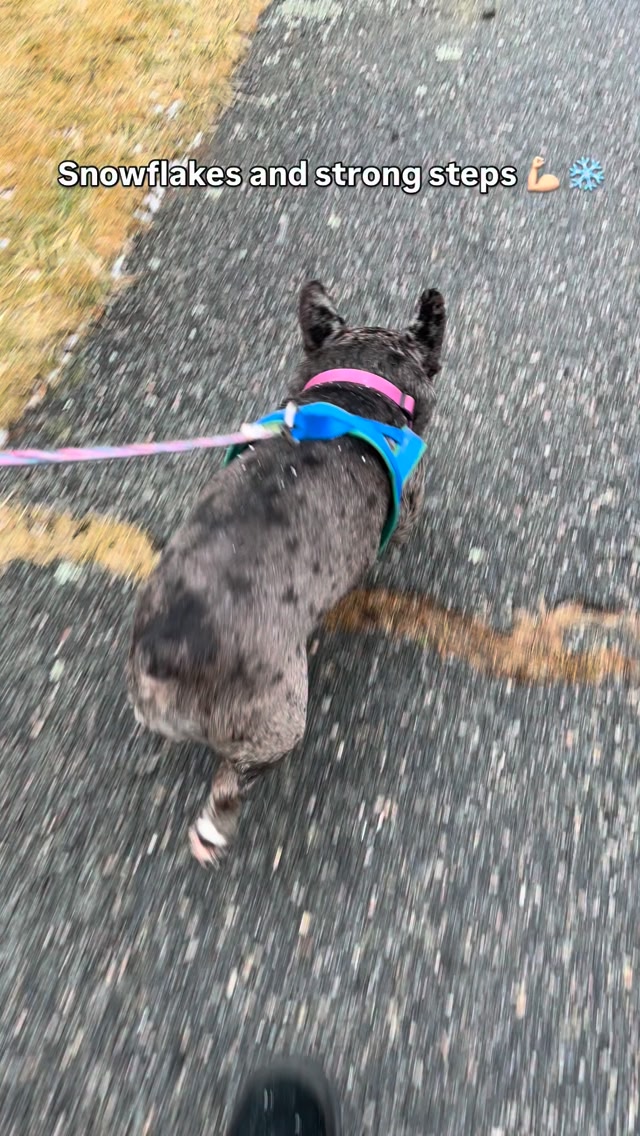 Snow day with Simone ️🐾💪🏻 Look at this strong girl go! Simone is now ...