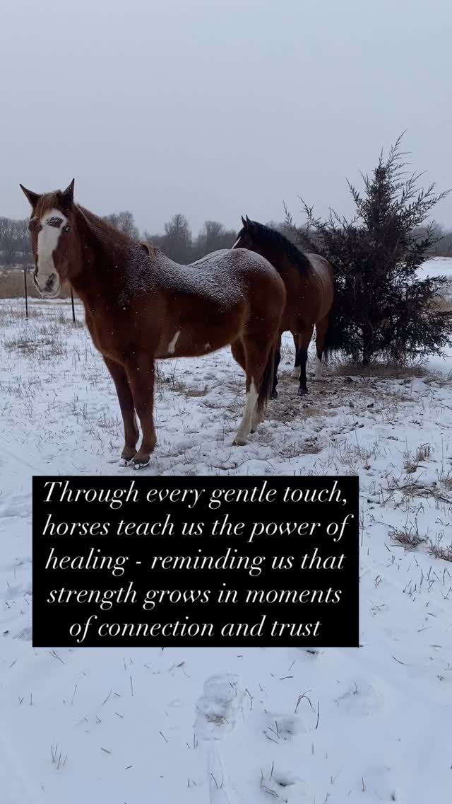 Horses are deeply intuitive and sensitive animals. They too are able to ...