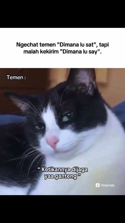 Video Asli Meme Stiker Kucing Kicau Mania Viral. Meme stiker kucing ...