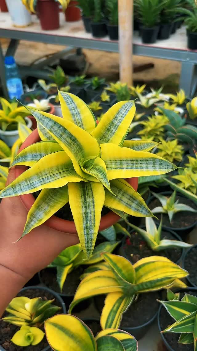 Sansevieria mafinga 'km.10 white variegated'