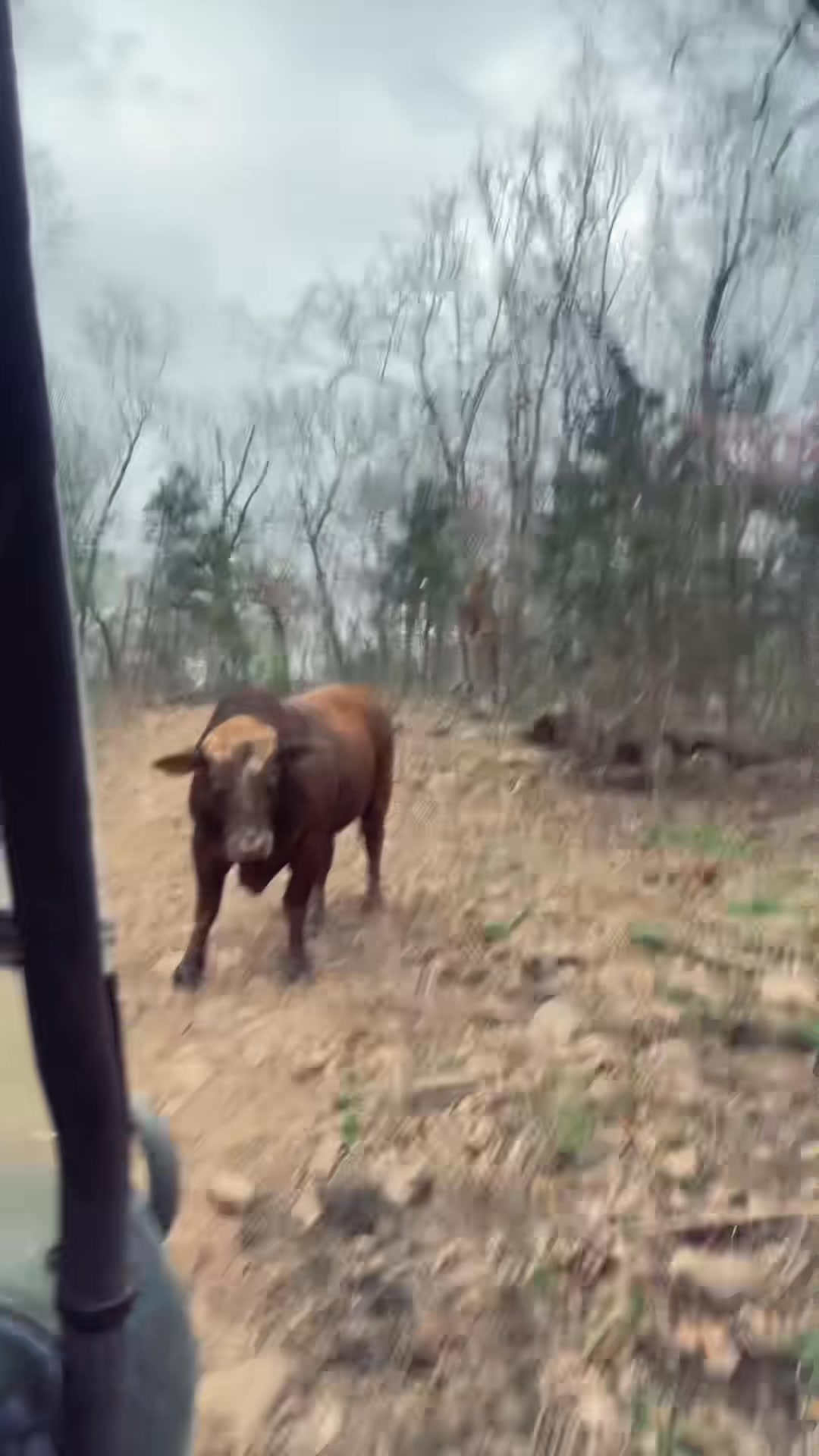 Rufus and Redford road block #rufusthebull #redfordthebull | Rufus The ...