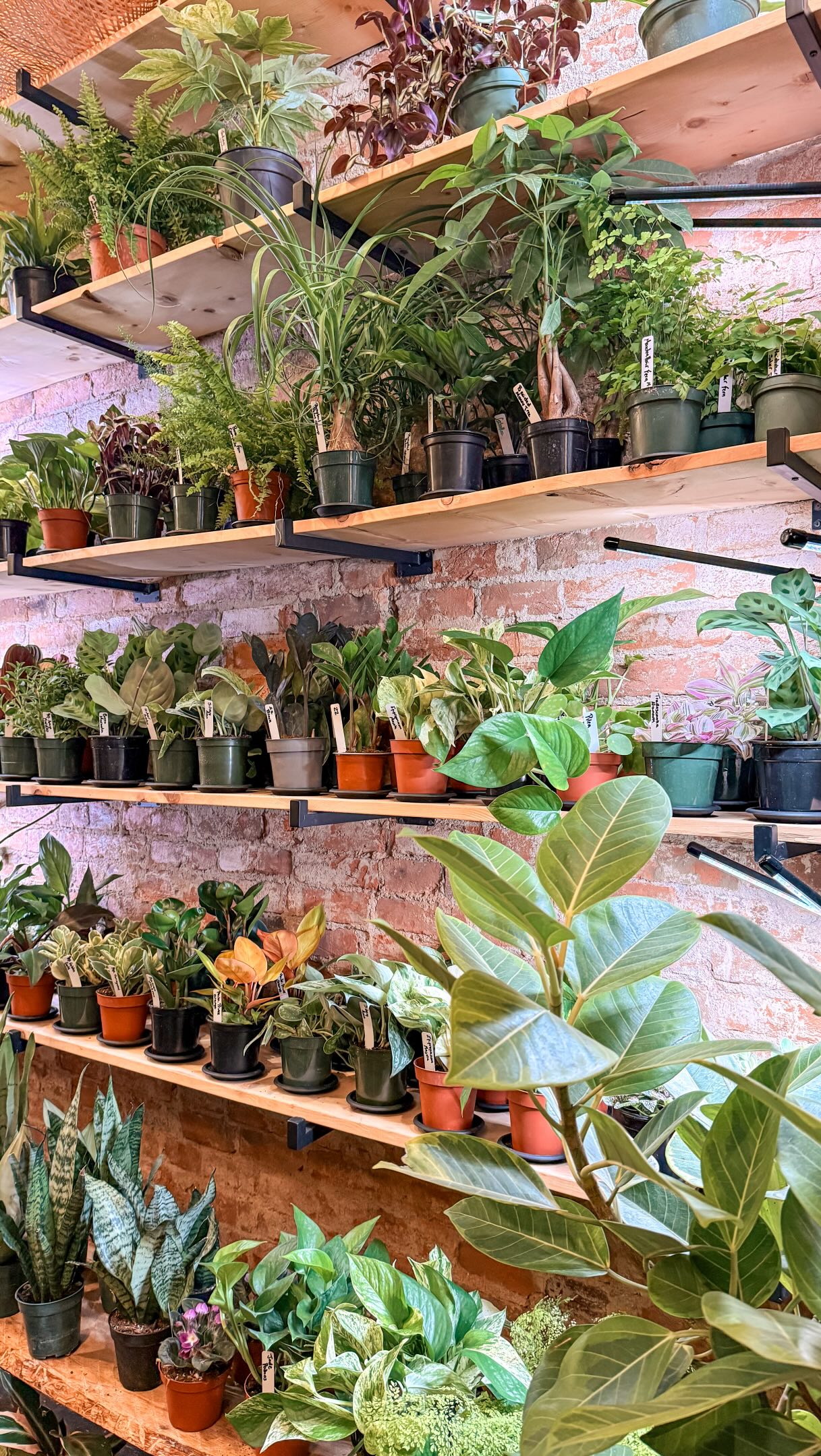 Can you spot the change? 🕵🏼‍♀️🔍🪴 Our plant wall got a fresh