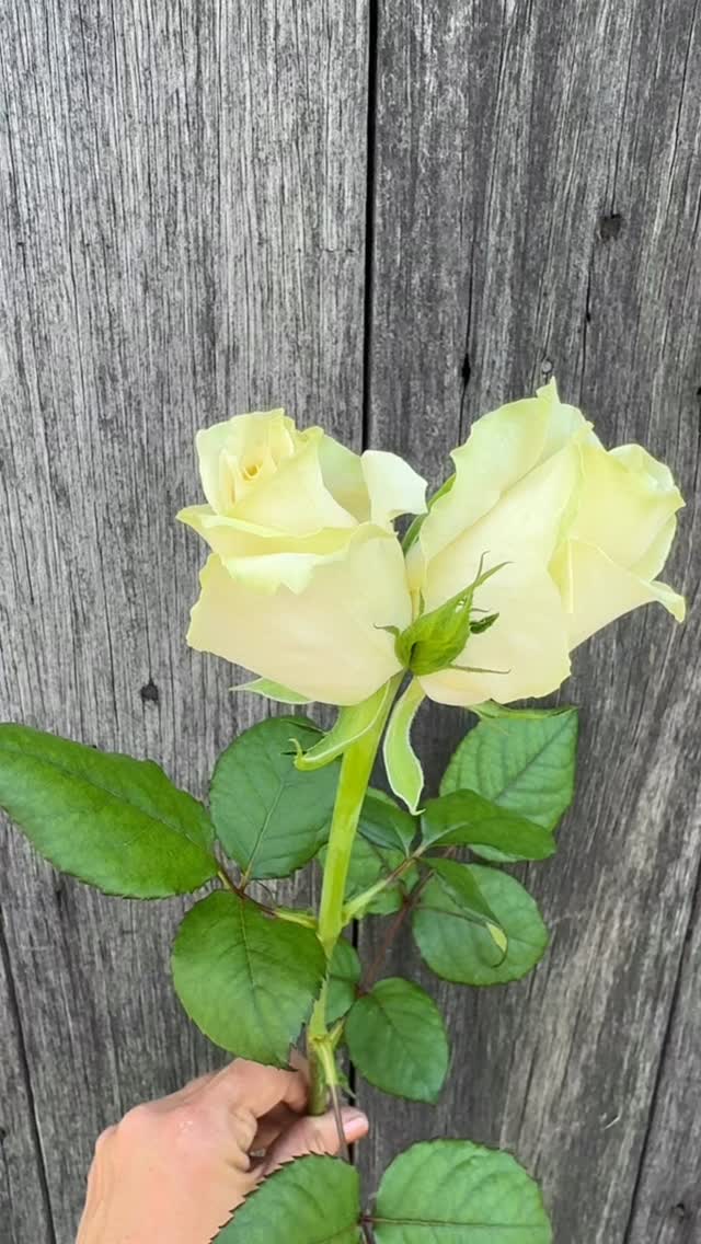 🌹 Double the petals, double the charm 🌹 Nature had a little fun with ...