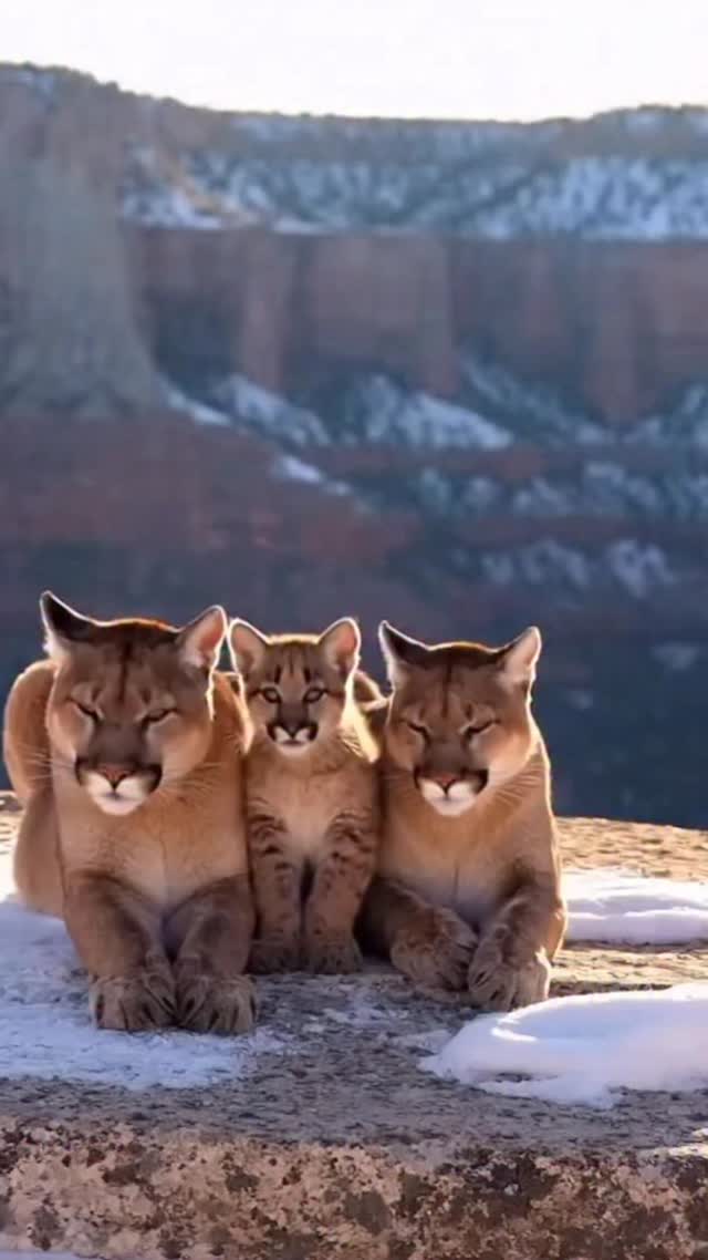 😍🥰 Meet the cougars • The cougar (Puma concolor) is a large, solitary ...