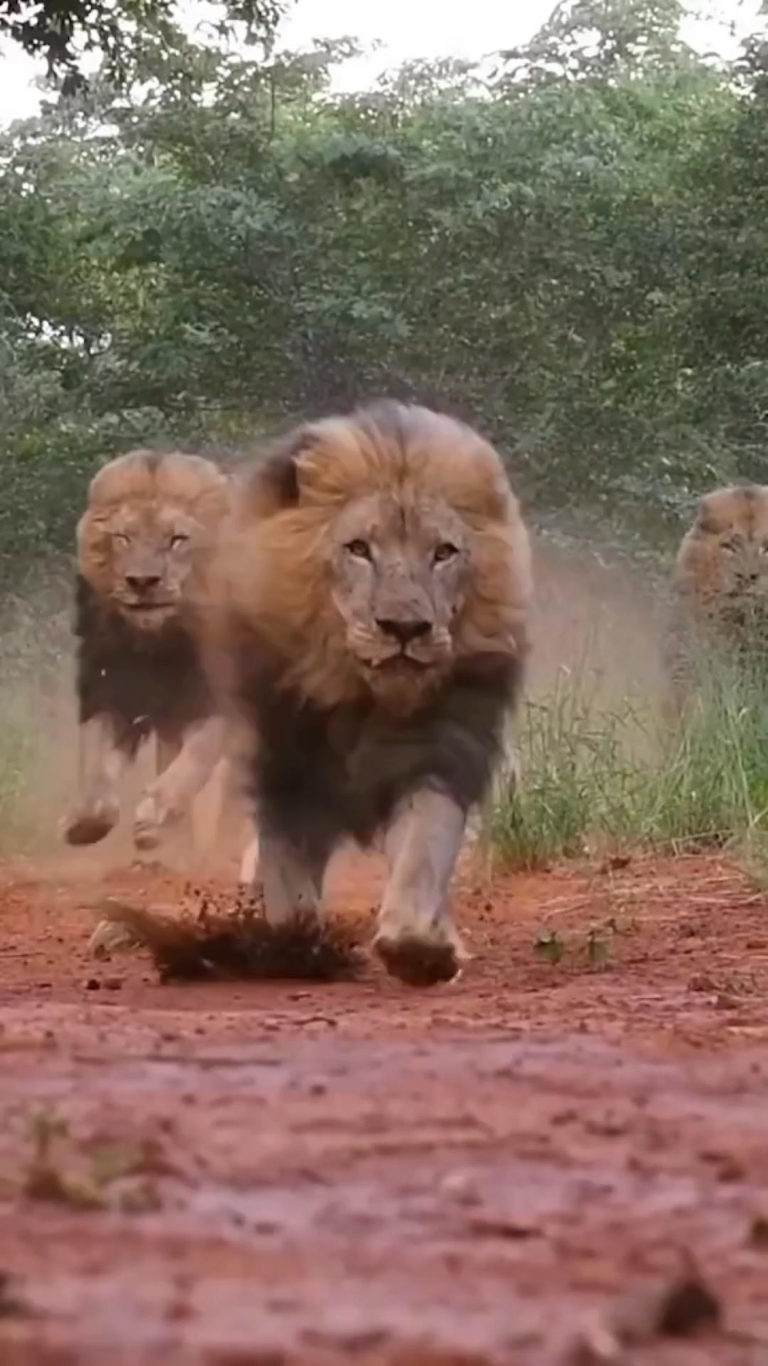 This lions🦁😀😀🏃‍♂️‍ ️🏃‍♂️‍ ️ # ...