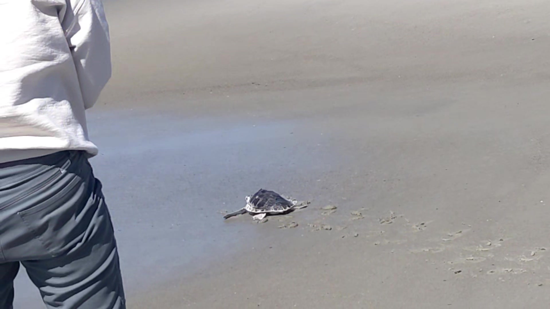 Post #4... Koa, a rehabbed sea turtle from Sea Turtle Recovery in NJ ...