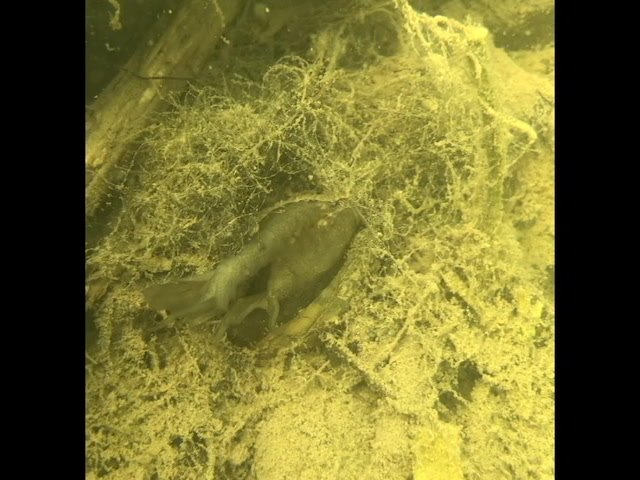 How a-lure-ing! Female Texas fatmucket mussels use their fleshy mantle ...