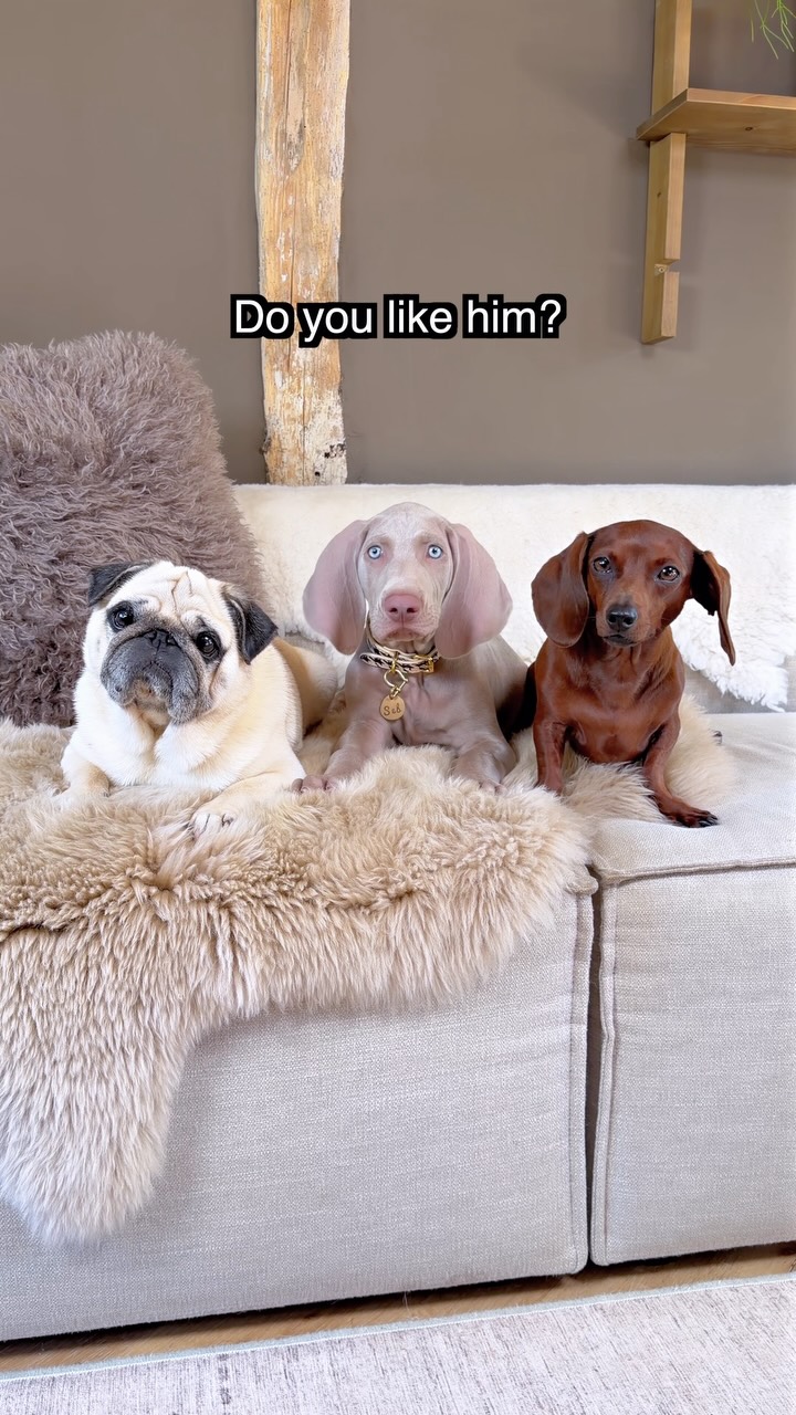 Puggy Smalls (@thepuggysmalls) • Facebook