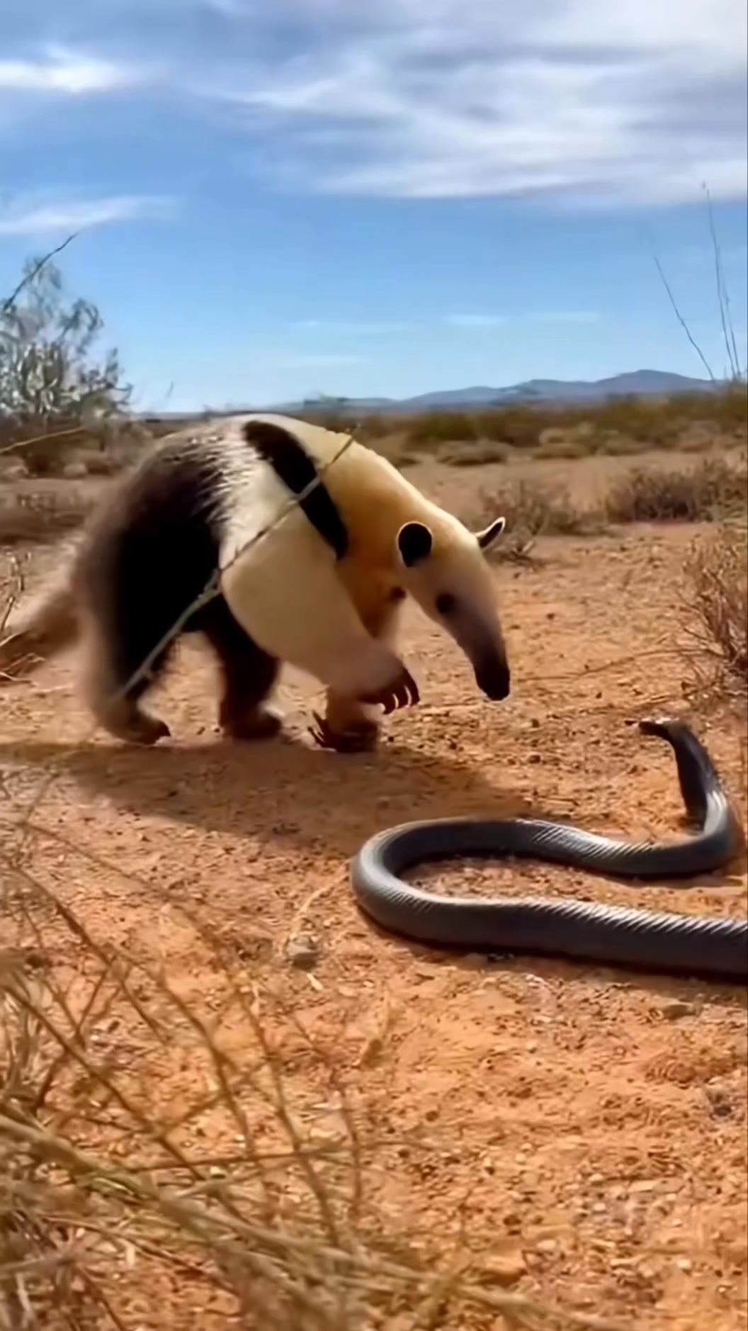 A Rare Desert Encounter Caught on Camera”😱 #wildlife #animals ...
