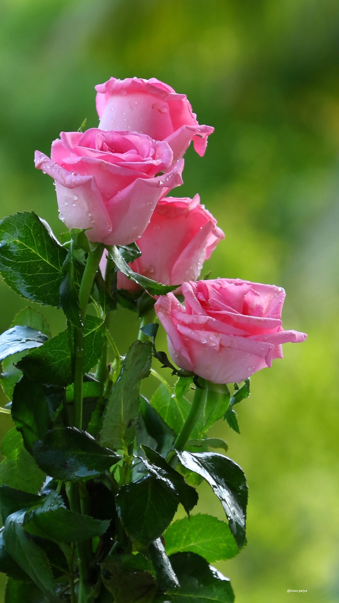 ❤️ピンクローズ様❤️ Pink Roses | Roses