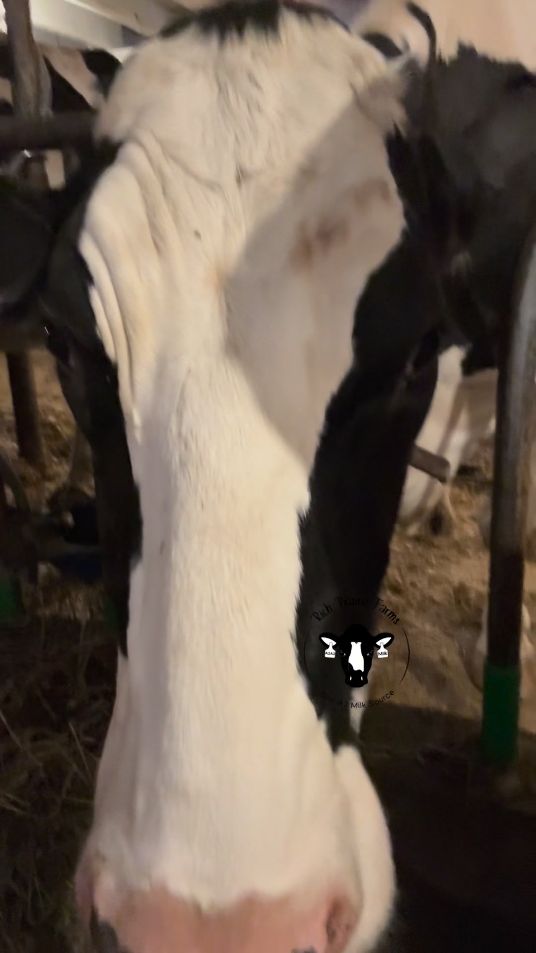 Tough days call for some much needed mind space. #a2a2dairycows # ...