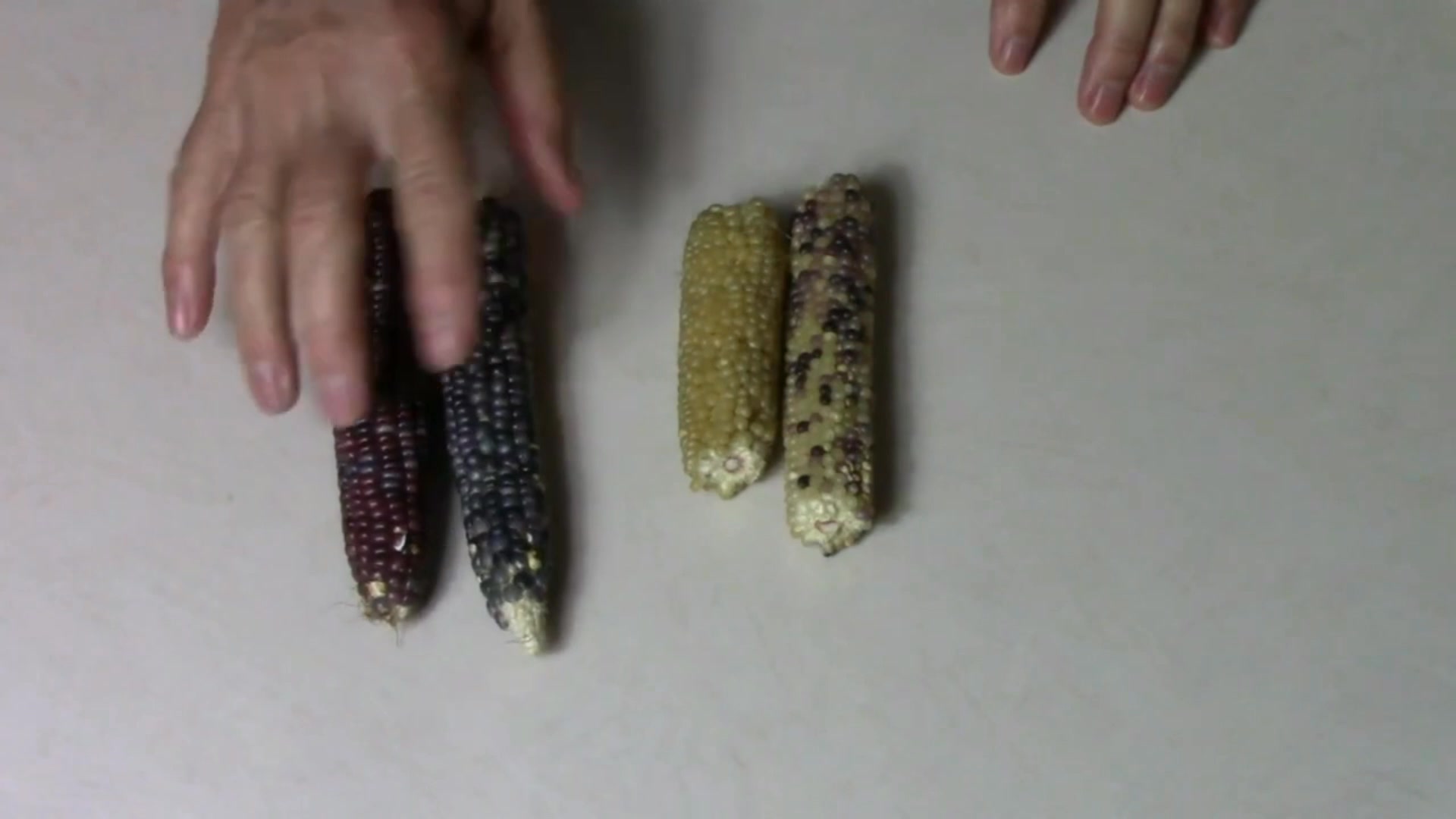 This is a look back at where my ornamental corn project was a few years ...