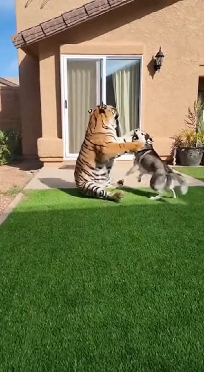 This is the moment a quiet afternoon turned into a fight for survival ...
