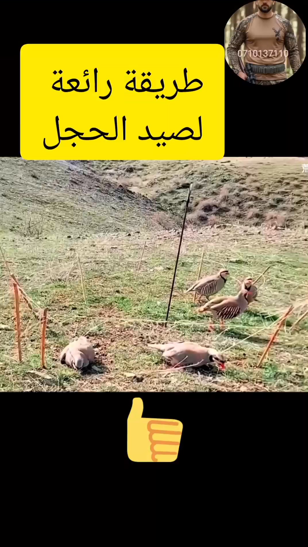 يجب عليكم تجربة هده الطريقة #ااصيدالبري #صيدالحجل | الصياد المغربي ...