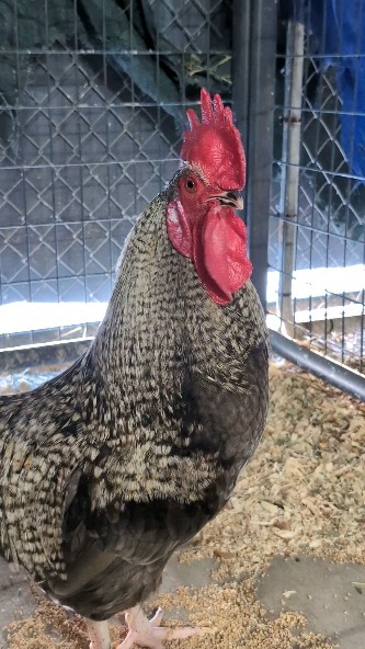 Meet the bachelors of Austin Animal Center! In order of appearance: 1 ...