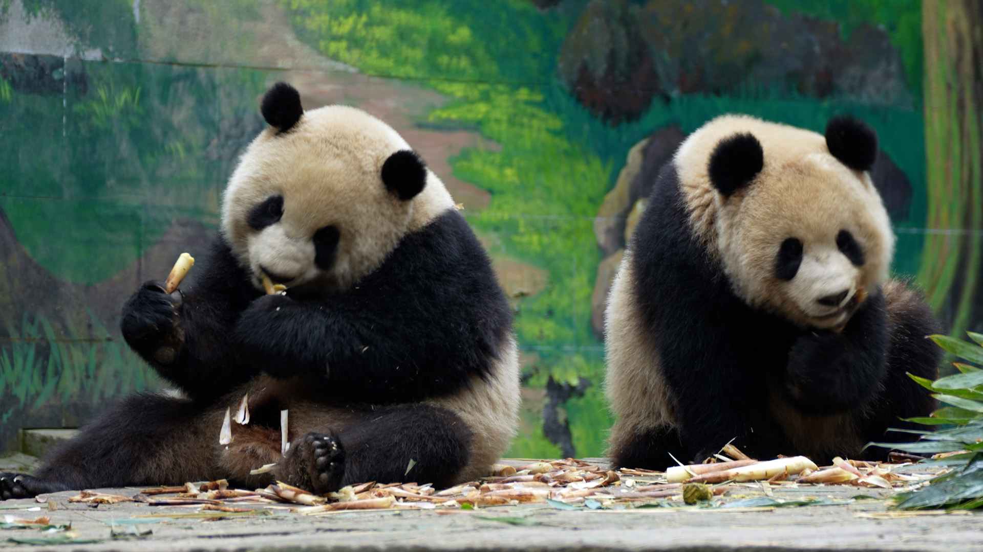 🐼🐼Double the pandas, double the fun! Who needs anything else? (Long Ye ...