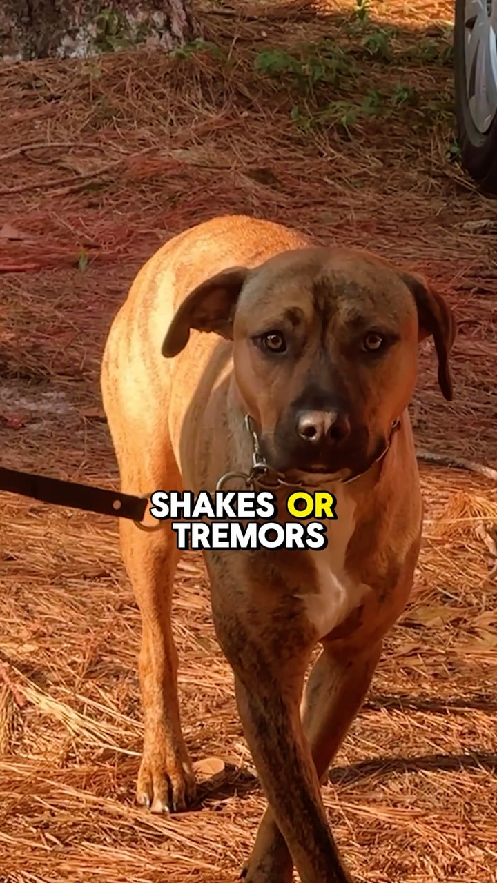 Indicators of an insecure dog - clip taken from Pack Talk Podcast 130 ...