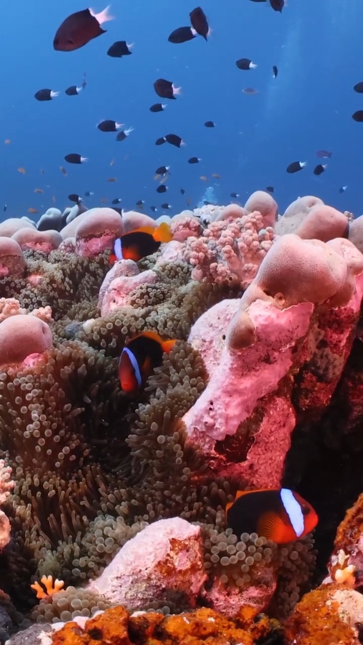 Finding nemo 🫶 Perhaps one of the most endearing creatures on the Reef ...