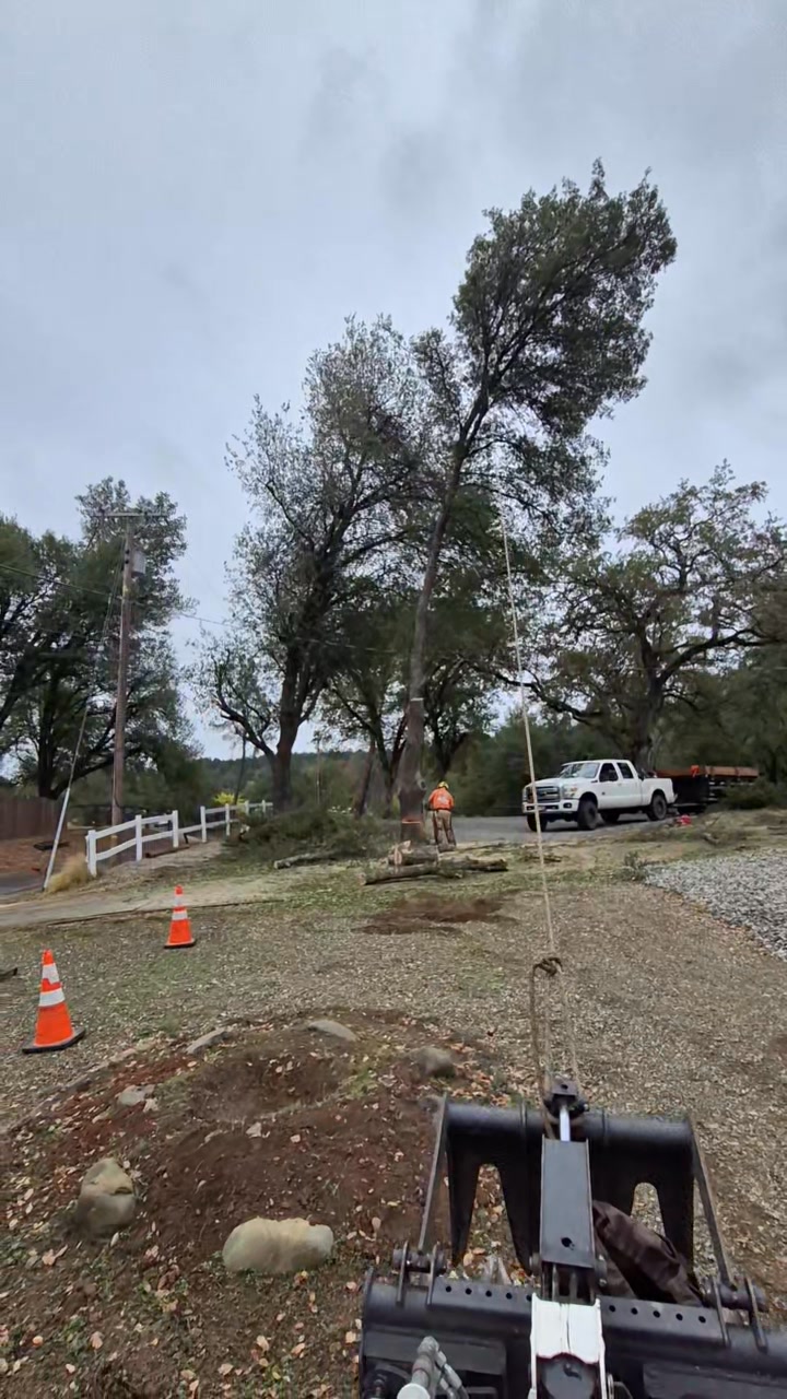 Sierra Vista Vegetation Removal and Tree Service