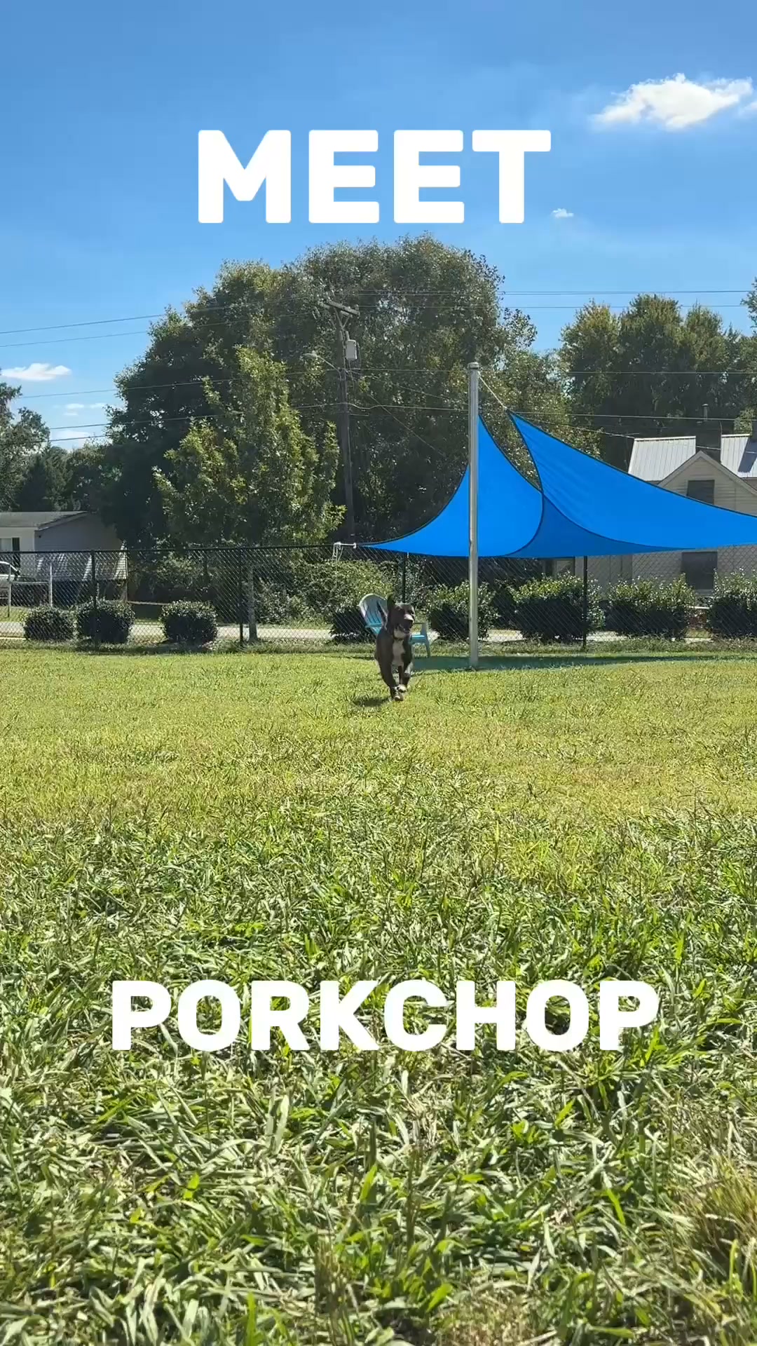 未使用 Challenger NEIGHBORHOOD PORKCHOP XL Porkchop is ready to meet you! 🐾⁠ A181702 | Burlington Animal