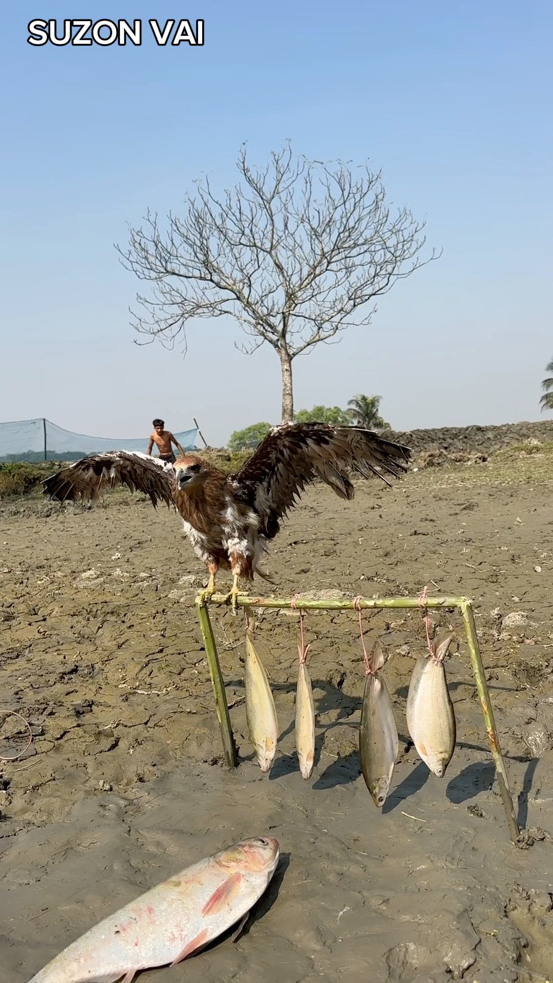 He smeared mud on his body after seeing the bird. #funn #usa | সুজন ভাই ...