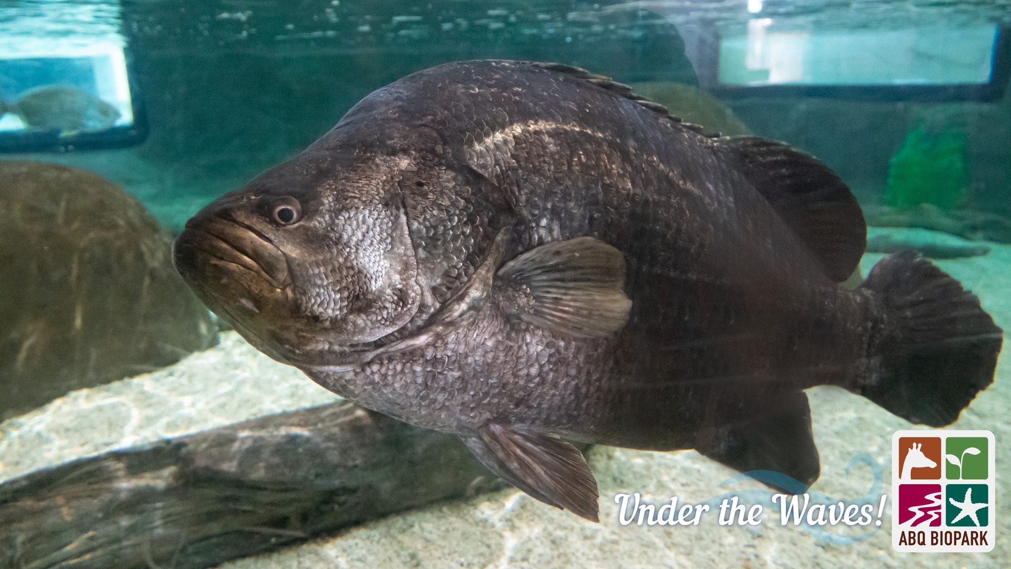 Under the Waves! Wednesdays Meet the Atlantic tripletail: Averaging an ...