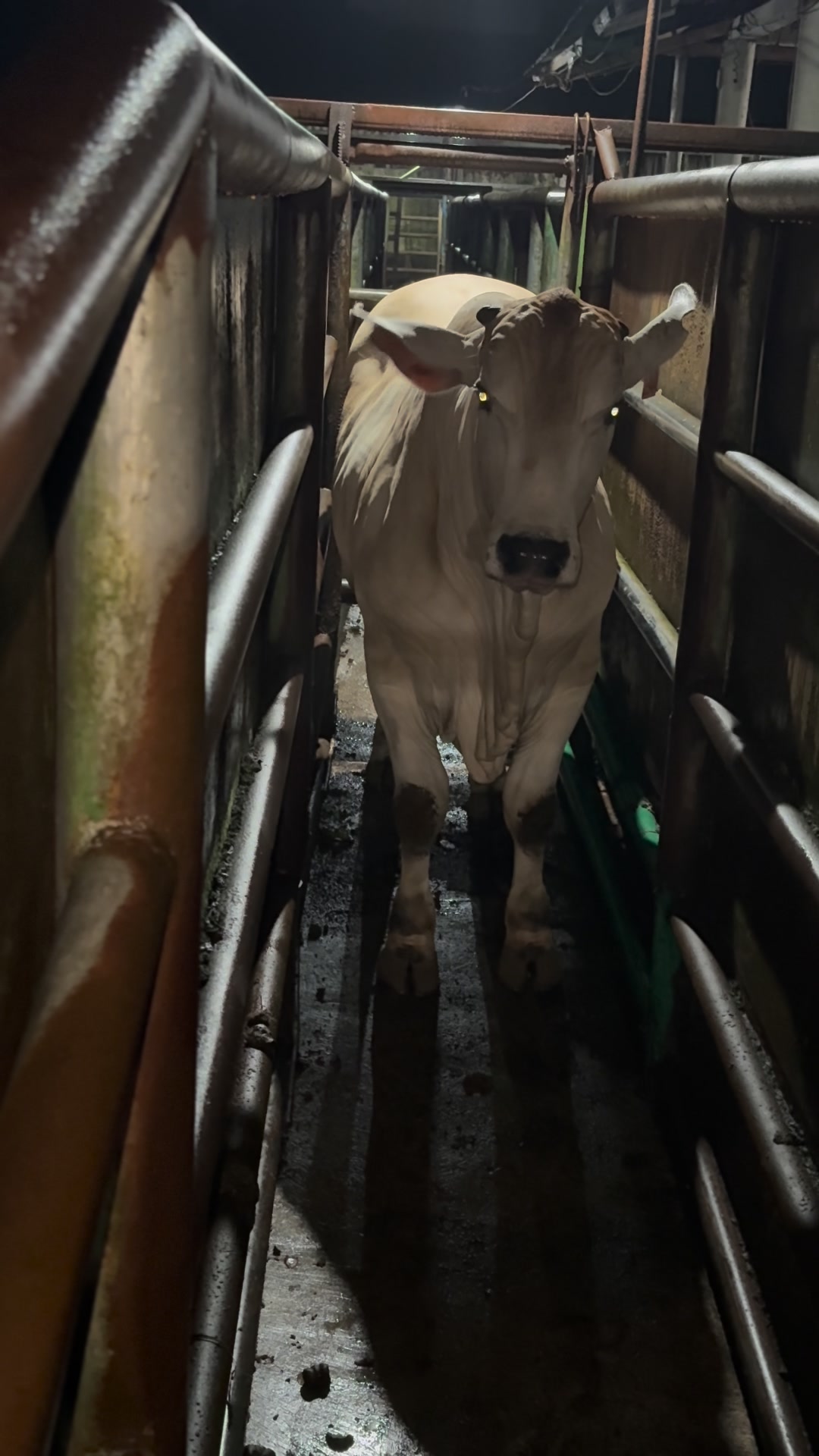 Sapi Bx brahman nunggu antrian #sapi #sapijumbo #RPH #sapisuper # ...