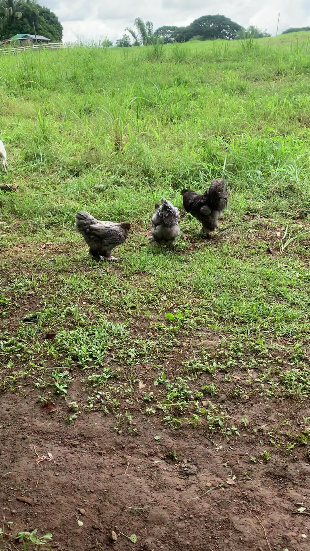 Wowo Pops Integrated Farm | Imus