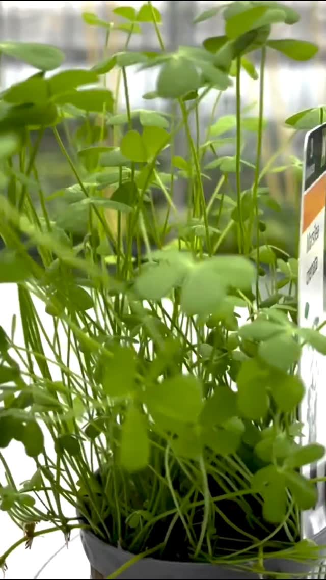 Dwarf 4 Leaf Water Clover (Marsilea Crenata) 🍀💧 A charming low-growing ...