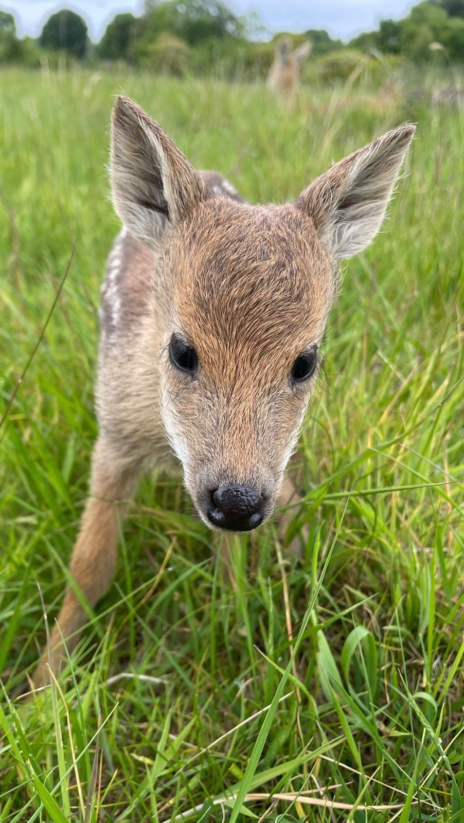 Our Passage through Asia is now filled with fawns 🙌 If you are lucky ...