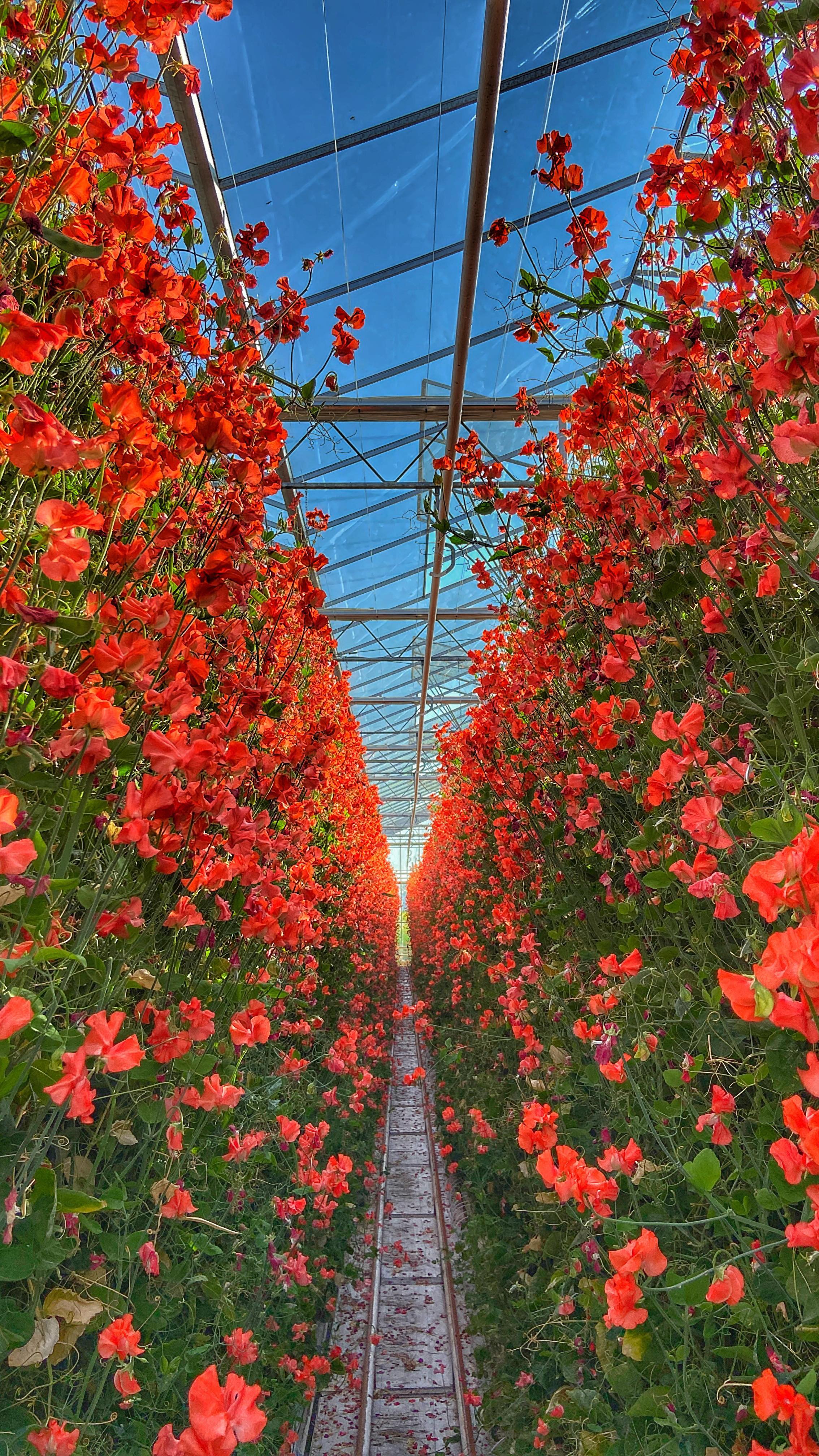 Welcome to Lathyrus.nl The lathyrus is part of the leguminous family ...