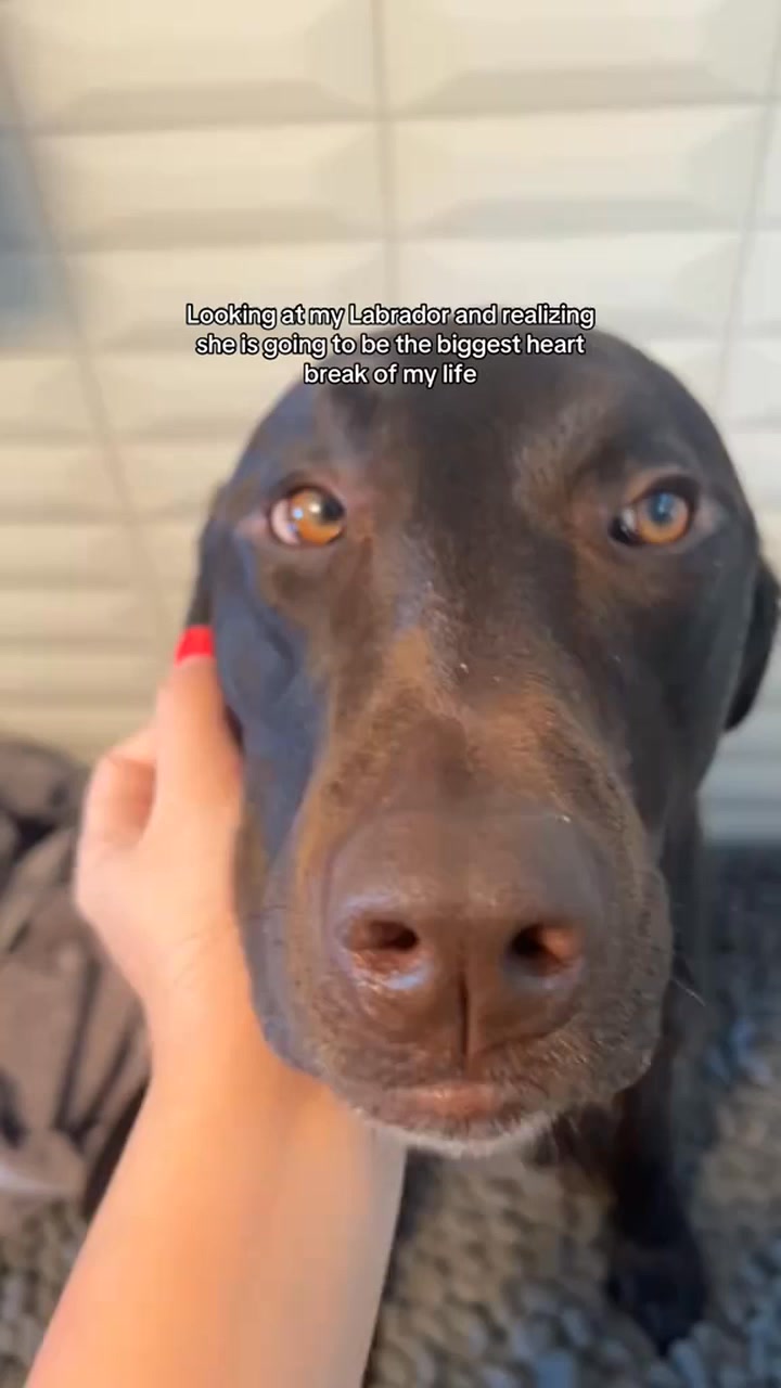 The love I have for this dog 🥹 #~ #labsoftiktok #lab #dog # ...