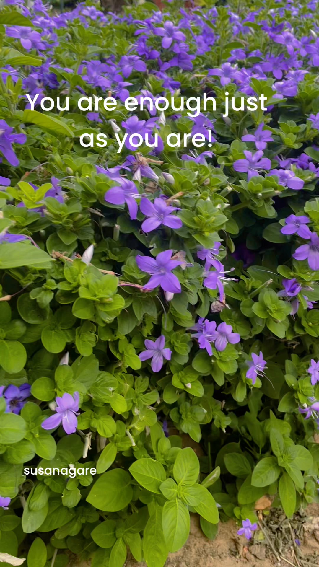 Flowers from my garden guys !#flowerlovers#my garden#highlights ...