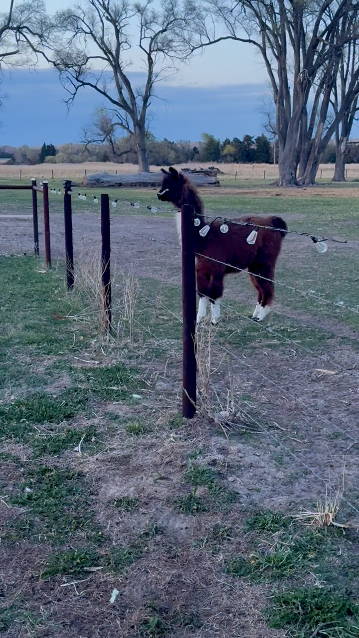 K Arrow Acres