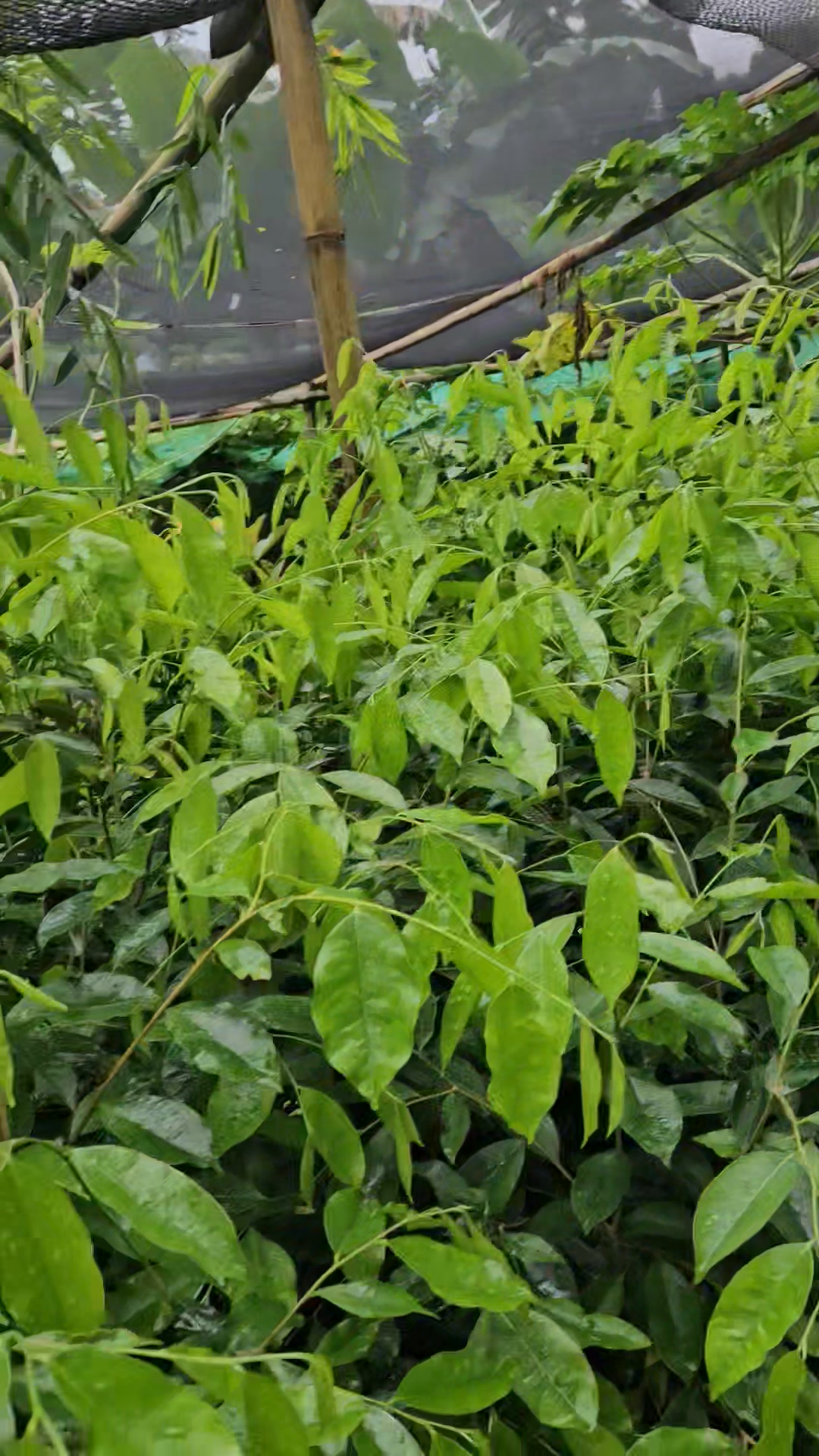 grace-in-every-leaf-agarwood-trees-showing-off-their-natural-elegance