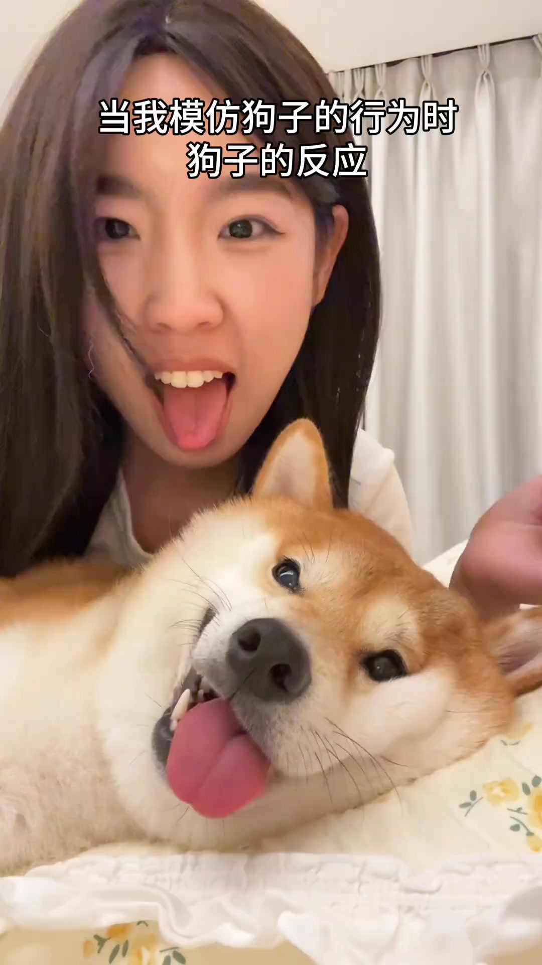 狗:人买回来一直响怎么办? #萌宠 #养狗人 #柴犬 | 柴柴小八嘎 | Facebook