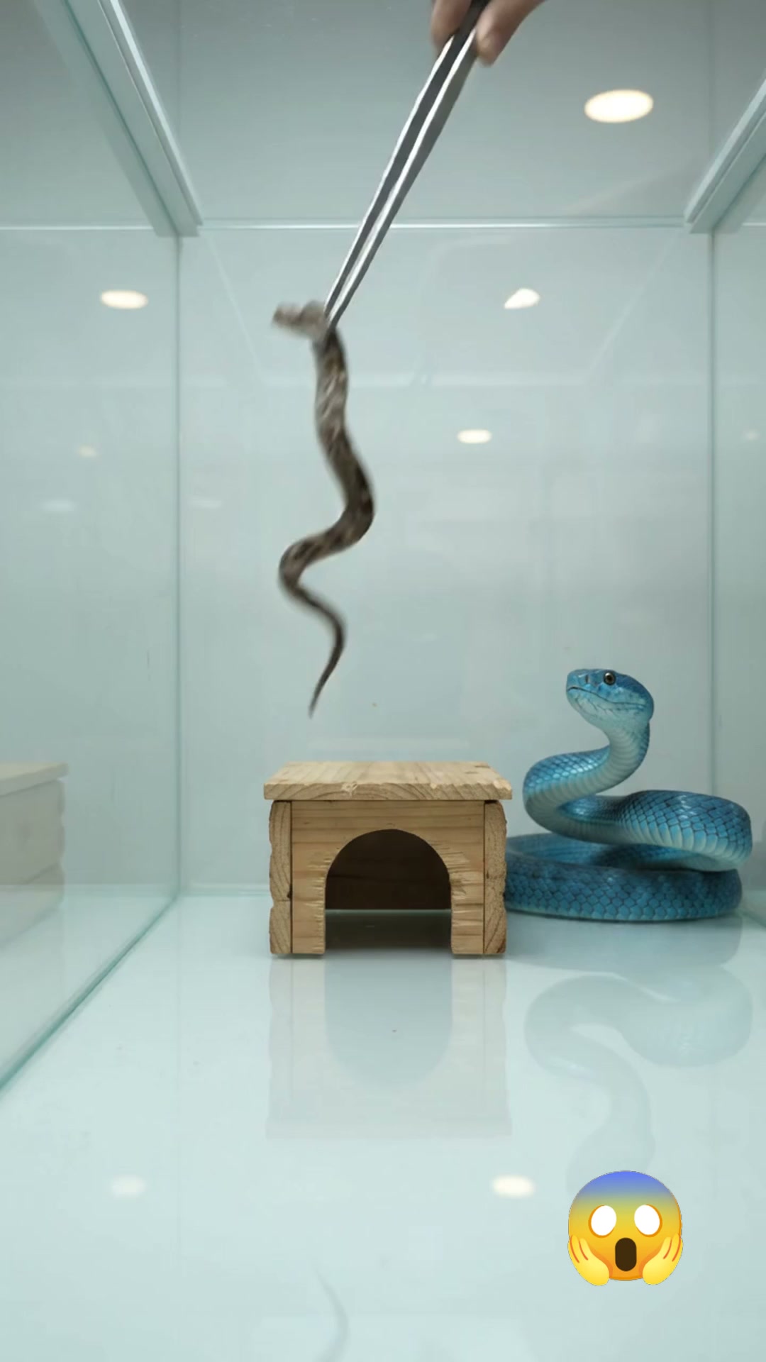 I've never seen anything like this#snake #animal | UNILAD
