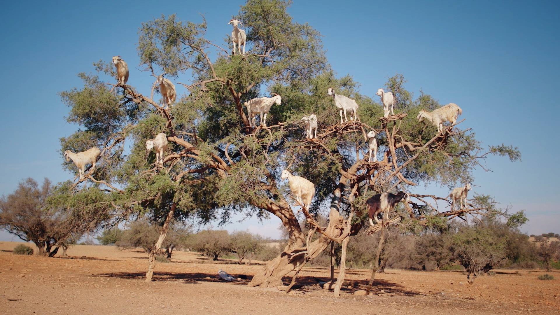 Argan trees in Morocco are famous for the oil they produce—and also ...