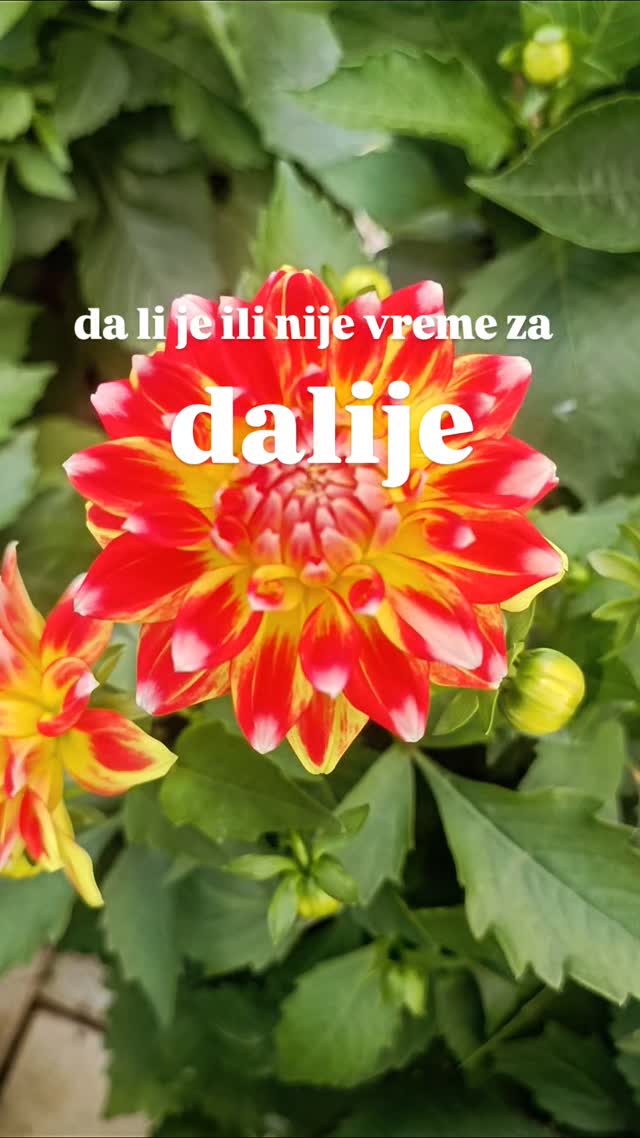 Rasadnik Šijački | Ruma