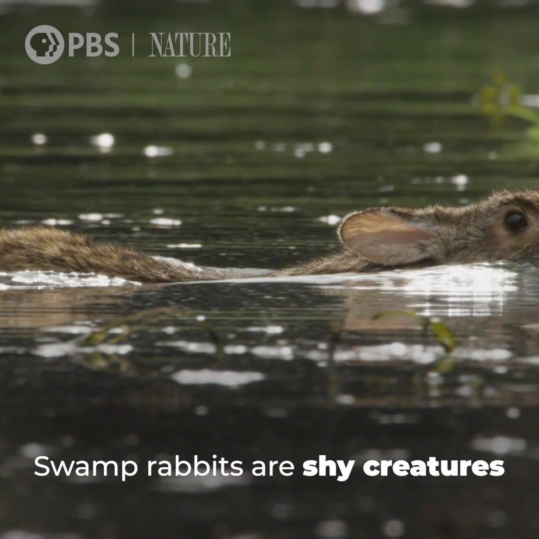 Did you know wild rabbits can swim? Learn more from Remarkable Rabbits ...