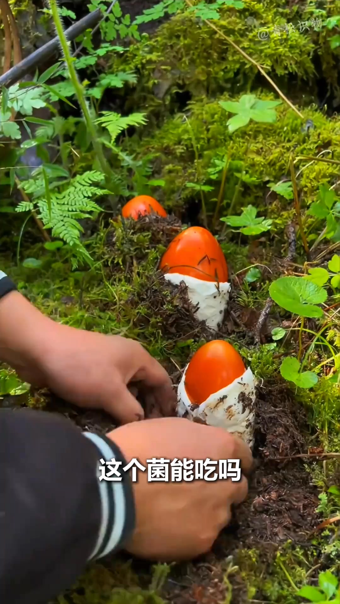 分享16种菌子，看看有没有你捡过的？#菌子 #菌菇 #菌子的季节 | 中草药植物 | Facebook